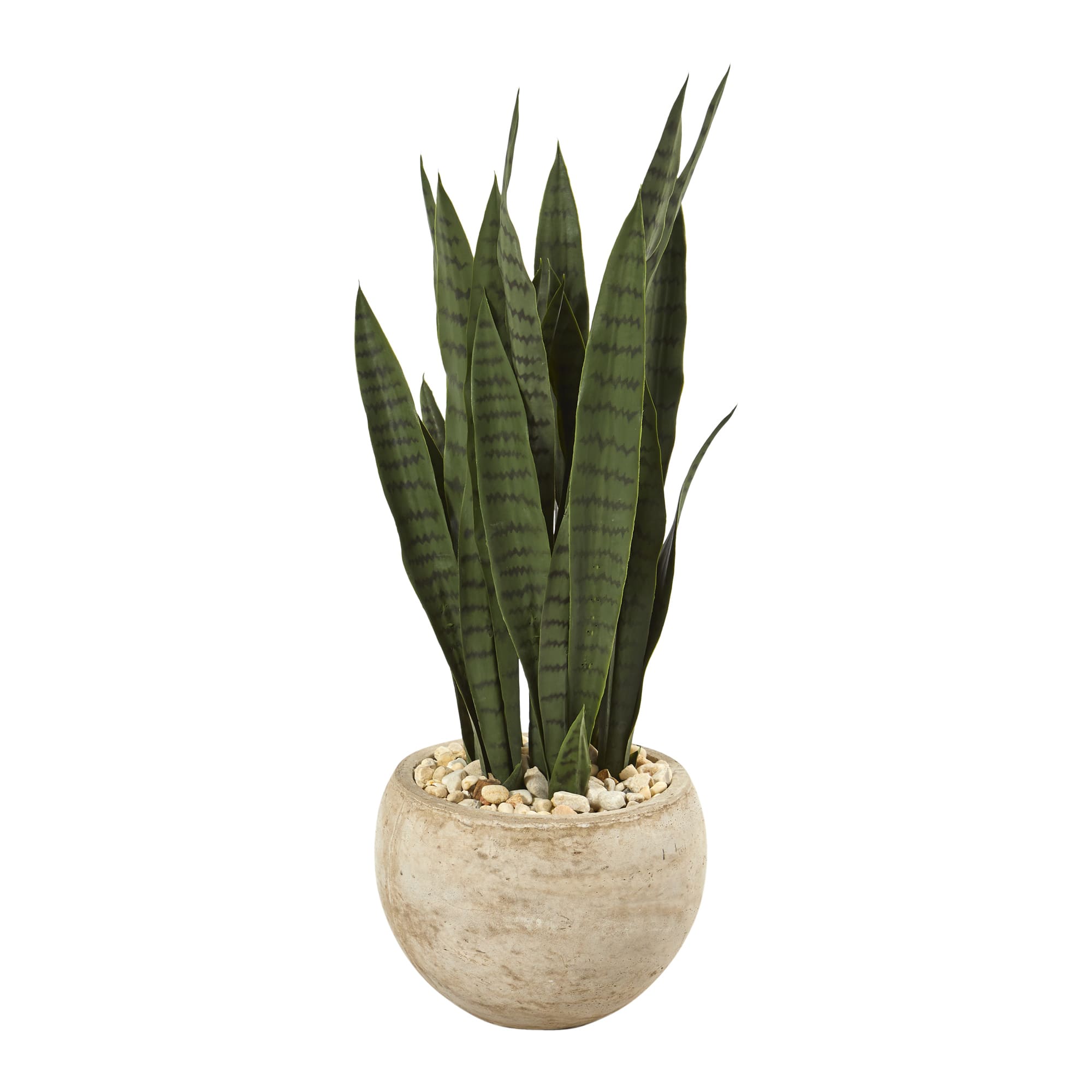 2.5ft. Snake Plant in Sand Colored Planter